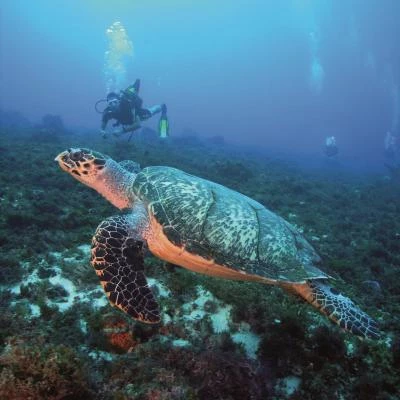 plongee tortue