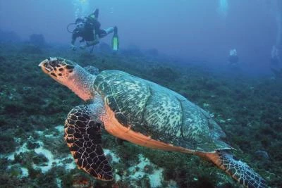 plongee tortue